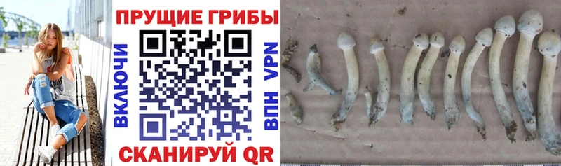 Псилоцибиновые грибы мицелий  Сычёвка 